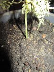 Erable japon disectum 002.jpg