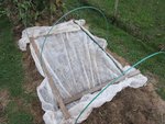 Pour cette première plantation j'ai seulement posé un vieux P17 directement sur les plants.