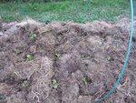 Une fois plantés.