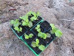 Les plants avant la plantation.
