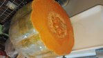 Courge 3.jpg