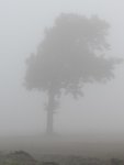 ... et cet arbre dans la même situation.