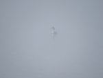 De retour dans la Dombes,j'ai trouvé<br />un canard perdu au milieux d'un étang dans l’immensité du brouillard...