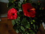 DSCN7291.JPG