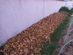 J'ai préalablement piétiné les haricots gelés avant de déposer les feuilles.