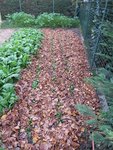 Voici les épinards d'hiver après avoir mis les feuilles mortes aujourd'hui.<br />Ils sont à peines visibles.