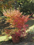 A.palmatum-0.JPG