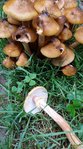 Moulin du Lot - champignons jaunes 2.jpg