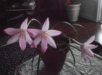 P6190009_modifié-1.jpg