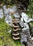 Polypore bouleau - 28 SE.jpg