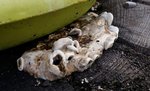 Polypore sur pin - 30 NE.jpg