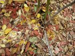 20161029_125950-pluspetit.jpg