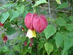 Physalis.jpg