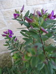 Voici la plante en question !