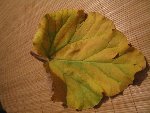 dessus de la feuille