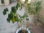 IMG_20161104_104405.jpg
