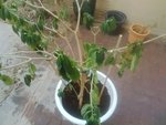 IMG_20161104_104356.jpg