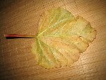dessous de la feuille