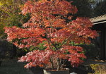 arakawa96-12.JPG