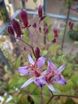 imgp4933_tricyrtis_hirta_blue_wonder.jpg