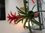 Plante.jpg