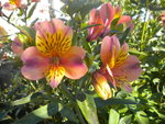 DSCN7302.JPG