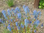 Corydalis x.Blue Line.jpg