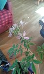 fleur inconnue.jpg