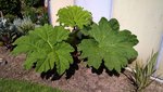 gunnera.jpg