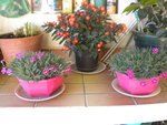 DSCN7310.JPG