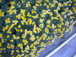 DSCN7317.JPG
