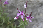 IMG_7432 copie.jpg