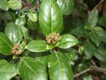 Z viburnum t. boutons 68.jpg