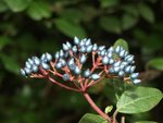 Z Viburnum tinus fruits 69.jpg