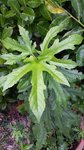 20161021-arbre pot.jpg