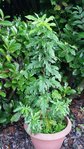 20161028_arbre_pot2.jpg