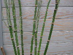 DSCN4261.JPG