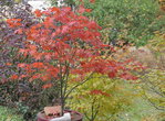 atropurpureum de graine-2.JPG