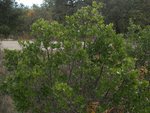 Zq Rhamnus 39.jpg