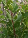 Zq Rhamnus 40.jpg