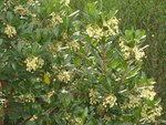 Z Arbutus u. 53.jpg