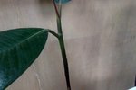la différence au niveau du tronc de l'aspect, avant tout était vert sauf le pied sur 2 cm