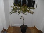 nandina.jpg