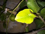 IMG_16050.JPG