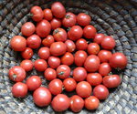 Dernières tomates.jpg