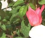 fushia-points.jpg