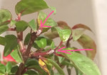 fushia-bestioles.jpg