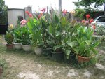 cannas.jpg