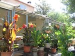 Cannas 2.jpg