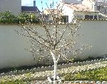 Plaqueminier Mar 08.JPG